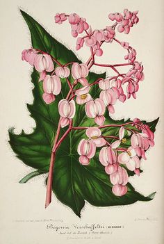 B. ‘Verschaffeltii’